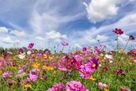 fiori