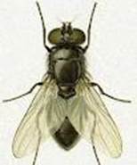 mosca6