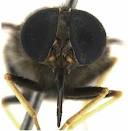 mosca1
