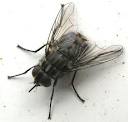 mosca8