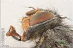 mosca5