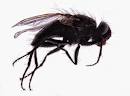 mosca4