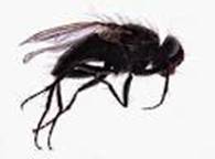 mosca4